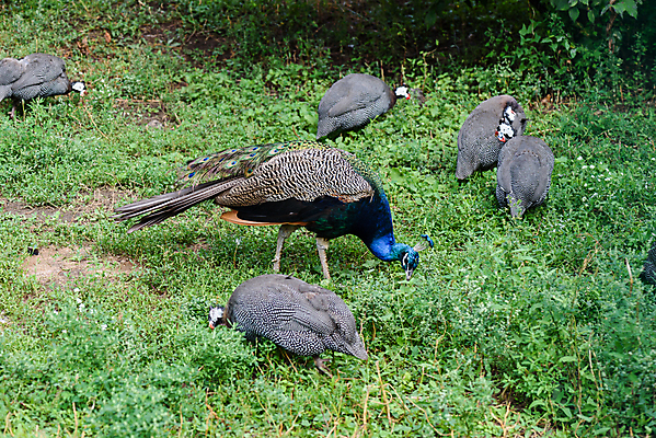 포토 JPG 해외이미지 동물 공원 남자 야생동물 패턴 날개 자연 조류 동물원 서기 사람없음 초록색 여름 파란색 컬러풀 머리 치킨 활발 그룹 우아함 공작 방목 깃털 꼬리 꿩 계산서 동물상 암탉 해외202004 해외포토 계절 공공시설 컬러 컨셉 무늬 모션 사람 신체부위 조형물 닭 축산업 암컷 생태계 닭고기요리 파일형식 이미지허브