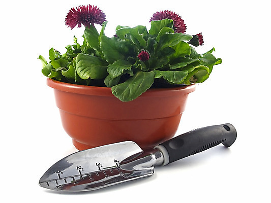 포토 JPG 해외이미지 식물 계절 꽃 꽃무늬 자연 사람없음 초록색 정원 봄 성장 벚꽃 흰색 신선 냄비 컨테이너 원예 데이지 내추럴 고립 모종 해외202004 해외포토 산업 컬러 무늬 취미 솥 생태계 파일형식 이미지허브