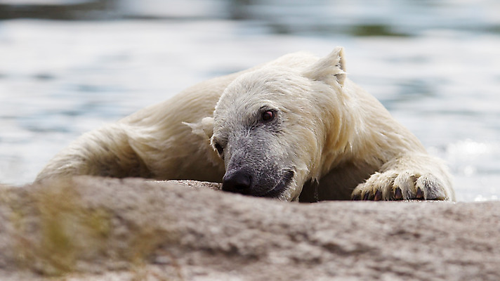 포토 JPG 해외이미지 동물 행복 야생동물 바다 장난 곰 자연 털 풍경 사람없음 얼음 수영 추위 흰색 북극 네덜란드 호기심 북극곰 빙하 육식동물 해외202004 해외포토 자연요소 감정 유럽 컬러 컨셉 포유류 수상스포츠 극지방 생태계 파일형식 이미지허브