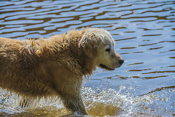 포토 JPG 해외이미지 동물 행복 바다 포즈 자연 놀이 실험 노르웨이 미소 사람없음 야외 물 여름 반려동물 달리기 노란색 머리 점프 수영 목욕 기쁨 젖음 황금 개 리트리버 떨어짐 순수 사냥 사냥개 송곳니 기르기 해외202004 해외포토 자연요소 계절 감정 유럽 컬러 컨셉 포유류 모션 표정 신체부위 청결 수상스포츠 치아 생태계 돌봄 파일형식 이미지허브