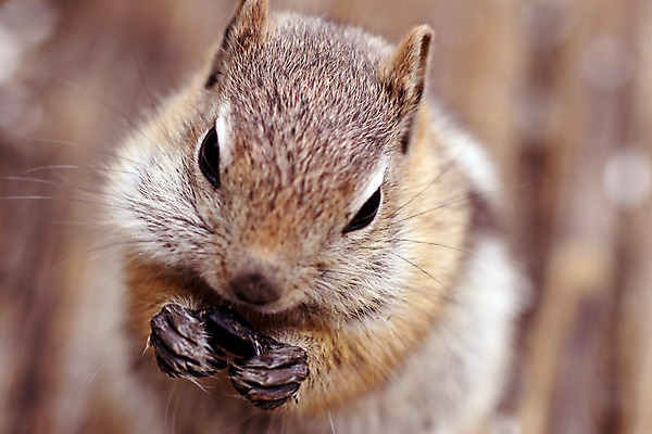 포토 JPG 해외이미지 동물 야생동물 포유류 씨앗 사람없음 황금 설치류 다람쥐 해외202004 해외포토 식물 파일형식 이미지허브