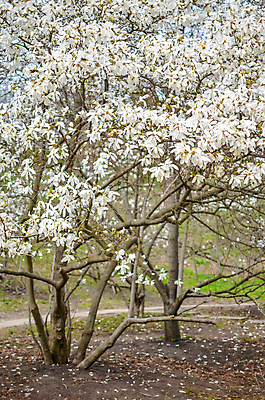포토 JPG 해외이미지 나무 식물 계절 공원 꽃잎 꽃 유럽 분홍색 백그라운드 잎 꽃무늬 자연 하늘 독일 풍경 사람없음 야외 초록색 정원 봄 성장 벚꽃 흰색 나뭇가지 신선 개화 4월 5월 장면 목련 내추럴 해외202004 해외포토 공공시설 나라 컬러 무늬 날짜 생태계 파일형식 이미지허브