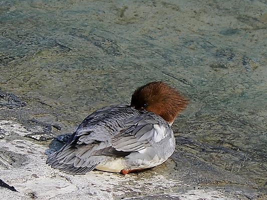 포토 JPG 해외이미지 동물 계절 여행 백그라운드 겨울 오렌지 자연 조류 하늘 오리 풍경 사람없음 빨간색 초록색 물 파란색 컬러풀 검은색 회색 스위스 생태학 해외202004 해외포토 자연요소 교육 유럽 컬러 과일 생태계 파일형식 이미지허브