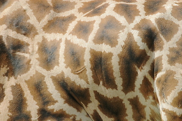 포토 JPG 해외이미지 동물 응시 얼굴 야생동물 패턴 아프리카 자연 땋은머리 동물원 사람없음 야외 목재 빛 터치 숲 큼 기린 사파리 손목시계 사인 나미비아 의무 주목 해외202004 해외포토 나무 헤어스타일 시선 나라 시계 무늬 재료 장신구 포유류 신체부위 크기 생태계 남아프리카 파일형식 이미지허브