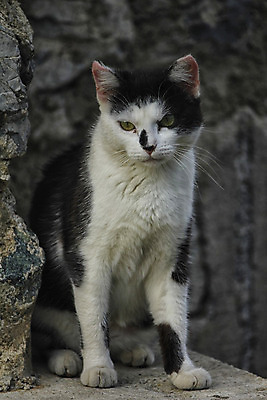 포토 JPG 해외이미지 동물 1 털 앉기 사람없음 일상 옆모습 반려동물 고양이 흰색 꼬리 해외202004 해외포토 뷰포인트 컬러 포유류 모션 라이프 파일형식 이미지허브