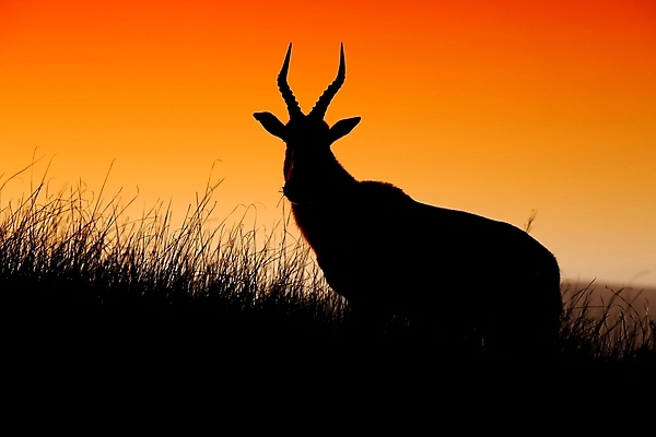 포토 JPG 해외이미지 동물 공원 남자 실루엣 야생동물 오렌지 포유류 아프리카 자연 하늘 초식동물 뿔 종류 사람없음 야외 갈색 일몰 게임 황무지 사파리 영양 가젤 동물상 사바나 해외202004 해외포토 공공시설 나라 컬러 과일 놀이 촬영기법 사람 조형물 노을 생태계 파일형식 이미지허브