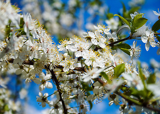 포토 JPG 해외이미지 주간 사람없음 야외 아웃포커스 맑음 봄 벚꽃 나뭇가지 해외202004 해외포토 자연요소 나무 계절 꽃 날씨 촬영기법 파일형식 이미지허브