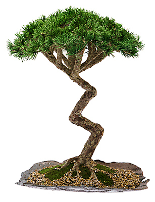 포토 JPG 해외이미지 나무 식물 전통 라이프스타일 접시 문화 지구 선 잎 곡선 자연 미술 동양인 사람없음 장식 초록색 일본 중국 흰색 나뭇가지 도자기 냄비 작음 눈금 뿌리 먼지 상록수 동쪽 분재 고립 땅바닥 심기 옛날 카피스페이스 세련 해외202004 해외포토 식기 아시아 컬러 모션 문화예술 바닥 인종 생활 공백 솥 크기 방향 생태계 파일형식 이미지허브