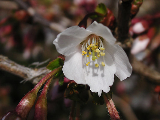 포토 JPG 해외이미지 나무 식물 꽃 꽃무늬 사람없음 정원 봄 흰색 관목 해외202004 해외포토 계절 컬러 무늬 파일형식 이미지허브