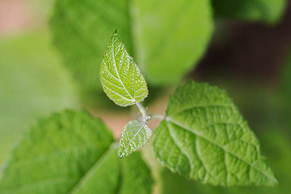포토 JPG 해외이미지 식물 단풍 잎 농업 자연 사람없음 초록색 컬러풀 환경 정원 봄 성장 신선 허브 원예 질감 화단 광합성 해외202004 해외포토 계절 산업 컬러 취미 생태계 파일형식 이미지허브