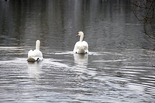 포토 JPG 해외이미지 동물 계절 호수 야생동물 2 날개 자연 조류 사람없음 야외 물 파란색 강 반사 수영 흰색 연못 깃털 백조 장면 목 물새 해외202004 해외포토 자연요소 컬러 신체부위 수상스포츠 생태계 파일형식 이미지허브