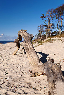 포토 JPG 해외이미지 나무 모래 바다 여행 자연 표면 바람 독일 풍경 사람없음 목재 물 모래사장 시골 보호 모래언덕 유기농 질감 예약 내추럴 보호구역 해외202004 해외포토 자연요소 식물 웰빙 유럽 컨셉 재료 날씨 언덕 생태계 구역 파일형식 이미지허브