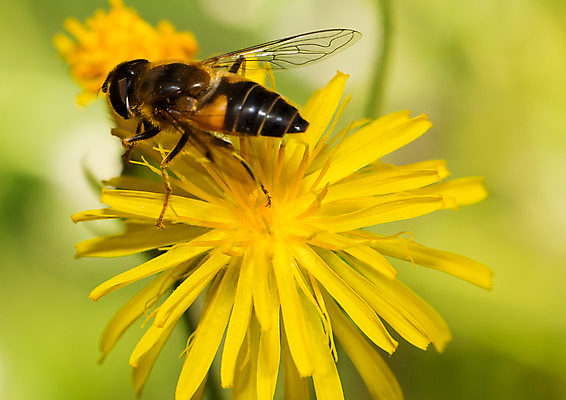 포토 JPG 해외이미지 동물 야생동물 곤충 날개 자연 사람없음 야외 닫기 꿀벌 수분 벌 묘사 꽃가루 꿀 해외202004 해외포토 모션 벌_곤충 가루 생태계 파일형식 이미지허브