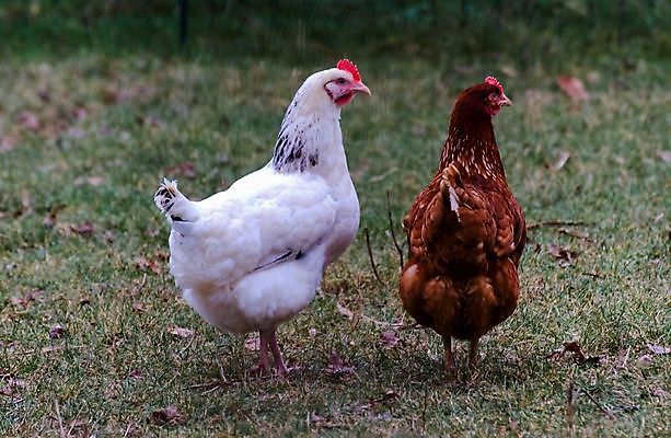 포토 JPG 해외이미지 조류 사람없음 갈색 치킨 흰색 깃털 무료 해외202004 해외포토 동물 컬러 닭고기요리 파일형식 이미지허브