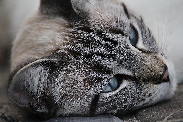 포토 JPG 해외이미지 동물 응시 분홍색 자연 풍경 사람없음 반려동물 컬러풀 검은색 고양이 흰색 기다림 맛 핥기 혀 스위스 만족 시력 노려봄 고립 생태학 짠맛 해외202004 해외포토 시선 교육 감정 유럽 컬러 컨셉 포유류 모션 표정 입 생태계 파일형식 이미지허브
