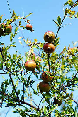 포토 JPG 해외이미지 주간 잎 사람없음 야외 나뭇가지 과수원 석류 석류나무 해외202004 해외포토 자연요소 나무 식물 농업 과일 파일형식 이미지허브