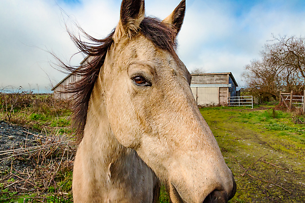 포토 JPG 해외이미지 동물 응시 얼굴 백그라운드 밭 포유류 자연 하늘 사람없음 야외 건물 목재 초록색 반려동물 농장 갈색 머리 목장 흰색 시골 승마 우아함 닫기 외양간 방목장 해외202004 해외포토 나무 건축물 시선 스포츠 컬러 컨셉 농업 재료 모션 신체부위 생태계 파일형식 이미지허브