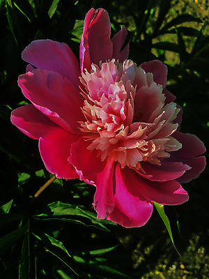 포토 JPG 해외이미지 식물 디자인 꽃잎 꽃 분홍색 꽃다발 결혼 백그라운드 잎 꽃무늬 자연 벽지 휴가 발렌타인데이 사랑 사람없음 장식 빨간색 초록색 컬러풀 새싹 정원 봄 벚꽃 흰색 신선 생일 개화 닫기 큼 다발 질감 제비 작약 파스텔톤 해외202004 해외포토 계절 기념일 감정 컬러 무늬 모션 데이이벤트 조류 이벤트 크기 생태계 파일형식 이미지허브