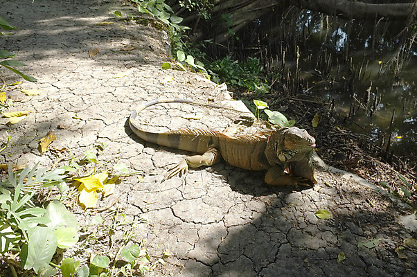 포토 JPG 해외이미지 동물 야생동물 파충류 자연 생물 동물원 사람없음 야외 옆모습 초록색 빛 태양 정원 흙 용 숲 열대우림 땅 꼬리 도마뱀 육식동물 이구아나 내추럴 땅바닥 해외202004 해외포토 자연요소 뷰포인트 컬러 바닥 생태계 파일형식 이미지허브