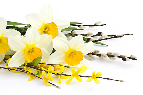 포토 JPG 해외이미지 전통 계절 꽃 행복 종교 꽃다발 백그라운드 꽃무늬 자연 휴가 부활절 선물 사람없음 장식 초록색 컬러풀 노란색 정원 축제 고양이 놀람 봄 흰색 나뭇가지 축하 신용카드 황금 달콤 4월 버드나무 심볼 수선화 내추럴 고립 해외202004 해외포토 나무 식물 기념일 감정 컬러 컨셉 무늬 포유류 표정 금융 반려동물 날짜 맛 생태계 파일형식 이미지허브