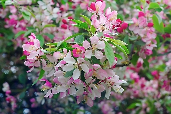포토 JPG 해외이미지 식물 꽃 분홍색 자연 사람없음 야외 일본 봄 벚꽃 나뭇가지 신선 해외202004 해외포토 나무 계절 아시아 컬러 생태계 파일형식 이미지허브
