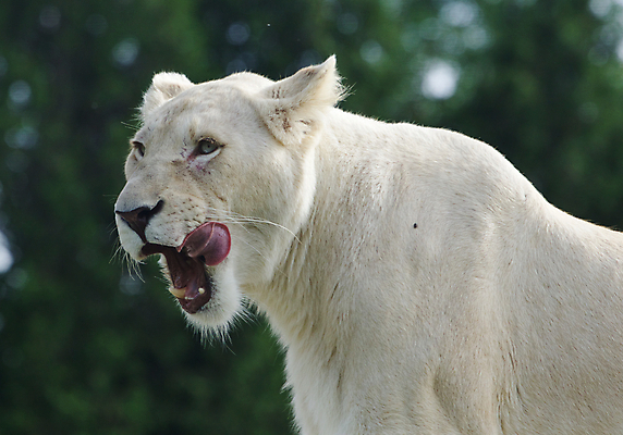 포토 JPG 해외이미지 야생동물 사람없음 흰색 사자 육식동물 암사자 해외202004 해외포토 동물 컬러 포유류 암컷 파일형식 이미지허브