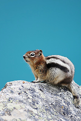 포토 JPG 해외이미지 동물 호수 야생동물 캐나다 포유류 앉기 사람없음 갈색 줄무늬 설치류 작음 모피 다람쥐 땅바닥 밴프 앨버타 해외202004 해외포토 컬러 북아메리카 무늬 모션 바닥 크기 파일형식 이미지허브