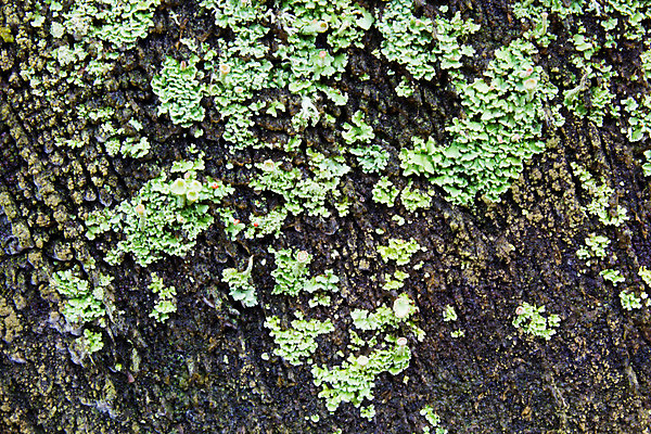 포토 JPG 해외이미지 나무 이끼 사람없음 촉촉함 숲 해외202004 해외포토 식물 젖음 파일형식 이미지허브