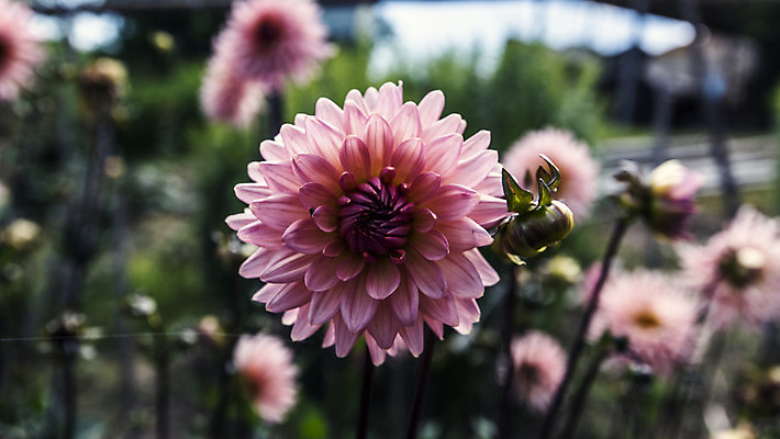 포토 JPG 해외이미지 식물 계절 꽃잎 행복 별 자연 친절 선물 사랑 사람없음 초록색 물 여름 컬러풀 햇빛 평화 정원 봄 활발 에너지 시골 인사 원형 그룹 큼 수분 향수 순수 즐거움 순환 향기 날카로움 꽃가루 부드러움 완전 해외202004 해외포토 자연요소 도형 꽃 감정 컬러 컨셉 모션 태양 화장품 예절 감각 크기 가루 생태계 냄새 파일형식 이미지허브