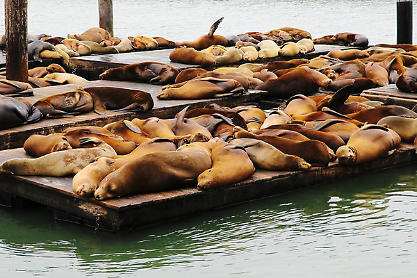 포토 JPG 해외이미지 동물 야생동물 새끼 바다 포유류 자연 휴식 털 사람없음 야외 물 여름 태양 갈색 여행객 항구 미국 젖음 만 휴게실 사자 물개 캘리포니아 태평양 포트 단상 내추럴 서쪽 해외202004 해외포토 자연요소 계절 컬러 컨셉 북아메리카 교통시설 사람 바다동물 방향 생태계 파일형식 이미지허브