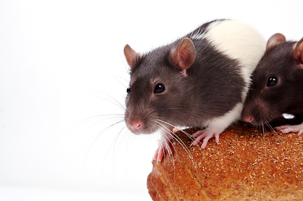 포토 JPG 해외이미지 동물 응시 빵 두마리 사람없음 반려동물 갈색 쥐 설치류 호기심 해외202004 해외포토 시선 감정 음식 컬러 컨셉 2 파일형식 이미지허브