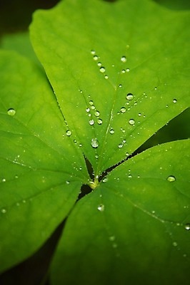 포토 JPG 해외이미지 식물 디자인 백그라운드 잎 자연 표면 추상 건강 사람없음 초록색 물 여름 빛 환경 정원 봄 활발 거품 젖음 성장 신선 액체 떨어짐 보호 이슬 빗방울 심볼 순수 유기농 내추럴 해외202004 해외포토 자연요소 웰빙 계절 컬러 컨셉 무늬 비_날씨 생태계 파일형식 이미지허브