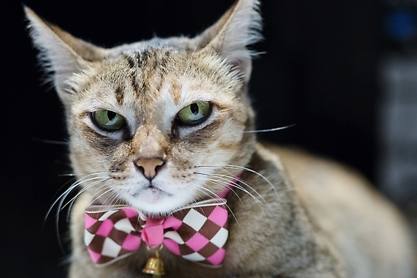 포토 JPG 해외이미지 동물 모델 1 응시 행복 얼굴 분홍색 백그라운드 패턴 창문 자연 검은배경 건강 사람없음 야외 반려동물 유행 카메라 고양이 흰색 활 솜털 혼란 해외202004 해외포토 시선 감정 컬러 컨셉 무늬 포유류 신체부위 전자제품 검은색 생태계 파일형식 이미지허브