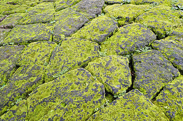 포토 JPG 해외이미지 백그라운드 패턴 추상 바닥 이끼 사람없음 힘 고체 어려움 해외202004 해외포토 무늬 파일형식 이미지허브