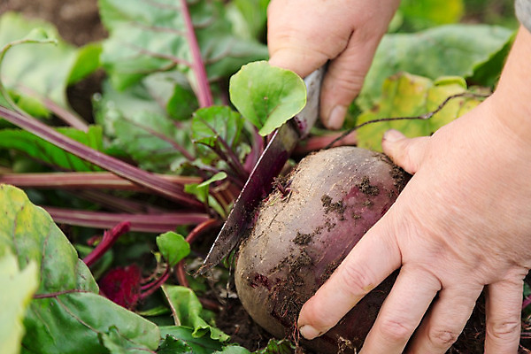 포토 JPG 해외이미지 식물 손 음식 백그라운드 잎 농업 채소 재료 손가락 자연 건강 사람없음 빨간색 초록색 농장 정원 활발 수확 신선 잡기 당기기 칼 자르기 다발 유기농 원예 날것 뿌리 내추럴 땅바닥 바이오 비트 채식주의자 해외202004 해외포토 웰빙 산업 컬러 컨셉 모션 바닥 취미 신체부위 생태계 채식 파일형식 이미지허브