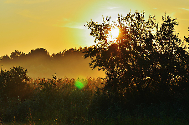 포토 JPG 해외이미지 나무 구름 여행 백그라운드 밭 자연 하늘 아침 조명 풍경 사람없음 여름 파란색 빛 햇빛 태양 노란색 일출 화목 황혼 일몰 봄 새벽 가을 소나무 황금 저녁 숲 깃털 스텝 몽환 수평선 해외202004 해외포토 주간 자연요소 식물 계절 컬러 컨셉 농업 노을 야간 생태계 파일형식 이미지허브