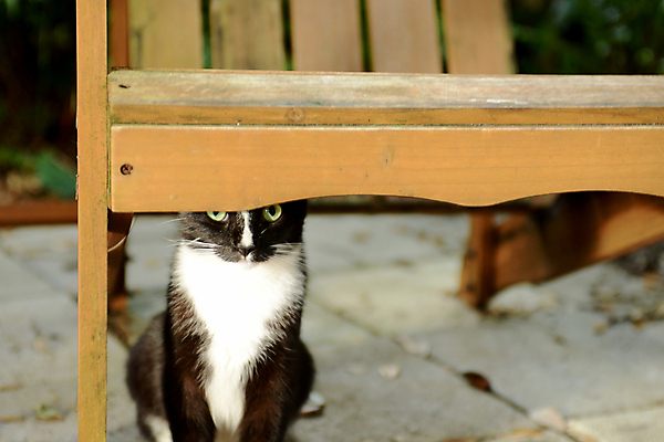 포토 JPG 해외이미지 동물 응시 장난 포유류 가정 흑백 정장 턱시도 사람없음 야외 여름 반려동물 고양이 달콤 모피 엿보기 부드러움 해외202004 해외포토 시선 옷 계절 모션 촬영기법 감각 맛 파일형식 이미지허브