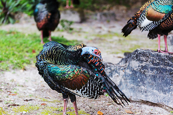 포토 JPG 해외이미지 동물 야생동물 날개 오렌지 자연 조류 멕시코 사람없음 야외 빨간색 초록색 파란색 머리 미국 관찰 공작 큼 깃털 꼬리 사냥 부리 벨리즈 새장 서식지 유카탄 꿩 칠면조 남쪽 계산서 과테말라 파멸 해외202004 해외포토 컬러 컨셉 북아메리카 과일 모션 신체부위 중앙아메리카 크기 방향 생태계 케이지 파일형식 소멸 이미지허브