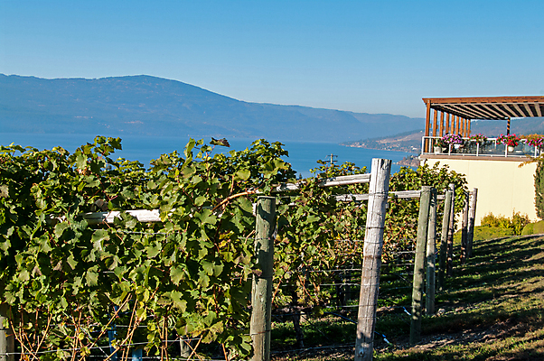포토 JPG 해외이미지 식물 음식 백그라운드 잎 캐나다 농업 과일 자연 포도 건강 사람없음 초록색 수확 성장 가을 시골 신선 다발 포도밭 포도나무 양조장 해외202004 해외포토 계절 산업 컬러 북아메리카 밭 과일나무 생태계 파일형식 이미지허브