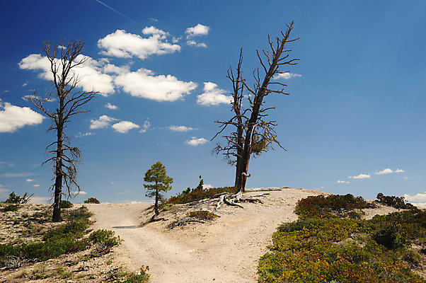 포토 JPG 해외이미지 나무 구름 길 모래 자연 하늘 풍경 사람없음 목재 초록색 파란색 흰색 죽음 황무지 오솔길 언덕 해외202004 해외포토 자연요소 식물 컬러 재료 생태계 파일형식 이미지허브