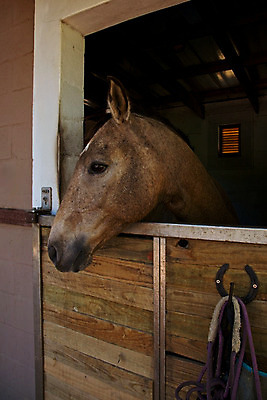 포토 JPG 해외이미지 동물 얼굴 농업 자연 생물 실내 따뜻함 사람없음 야외 목재 초록색 반려동물 농장 농경지 갈색 머리 목장 흰색 시골 판넬 승마 닫기 선탠 승차 방목 묘사 갈기 목 조랑말 외양간 라이더 밭일 찰과상 챔피언 해외202004 해외포토 나무 산업 스포츠 컬러 재료 모션 내부 신체부위 말_동물 축산업 상처 생태계 파일형식 이미지허브