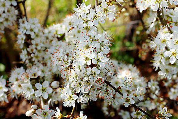 포토 JPG 해외이미지 나무 식물 꽃 자연 사람없음 울타리 봄 벚꽃 흰색 해외202004 해외포토 계절 컬러 담장 생태계 파일형식 이미지허브