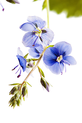 포토 JPG 해외이미지 식물 디자인 계절 꽃잎 꽃 줄기 꽃다발 백그라운드 잎 꽃무늬 밭 자연 사람없음 초록색 파란색 컬러풀 머리 봄 벚꽃 흰색 투명 개화 작음 자르기 다발 배열 제비꽃 오브젝트 싱글 슛 내추럴 고립 깊이 정중 해외202004 해외포토 컬러 컨셉 무늬 농업 모션 신체부위 크기 생태계 파일형식 이미지허브