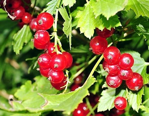 포토 JPG 해외이미지 식물 열매 음료 음식 잎 과일 재료 자연 건강 사람 사람없음 빨간색 초록색 여름 농작물 농장 정원 활발 수확 성장 가을 나뭇가지 달콤 다발 먹기 유기농 건포도 밭일 숙성 식용 채식주의자 많음 해외202004 해외포토 나무 웰빙 계절 컬러 컨셉 농업 모션 포도 맛 생태계 채식 건과일 파일형식 이미지허브