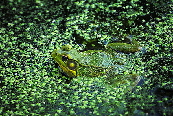포토 JPG 해외이미지 동물 야생동물 자연 개구리 양서류 앉기 사람없음 물 연못 침몰 해외202004 해외포토 자연요소 모션 생태계 파일형식 이미지허브