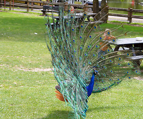 포토 JPG 해외이미지 나무 동물 공원 남자 야생동물 백그라운드 패턴 벤치 자연 조류 동물원 사람없음 초록색 파란색 컬러풀 머리 활발 우아함 공작 깃털 꼬리 부리 코르크 목 아일랜드 보여주기 웅장함 터키석 해외202004 해외포토 식물 공공시설 유럽 컬러 컨셉 무늬 의자 모션 사람 신체부위 보석 생태계 파일형식 이미지허브