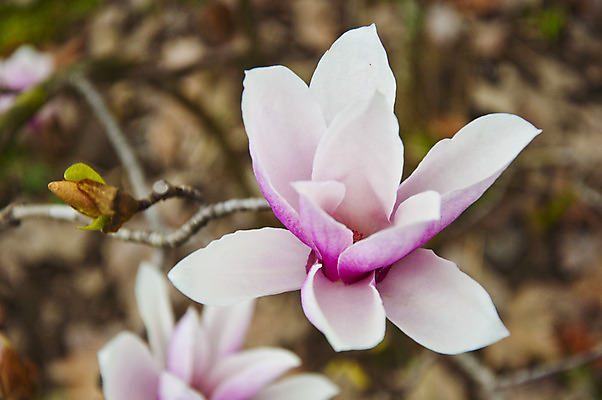포토 JPG 해외이미지 나무 식물 계절 꽃잎 꽃 길 선 분홍색 백그라운드 꽃무늬 밭 자연 하늘 사람없음 파란색 컬러풀 햇빛 정원 보라색 봄 벚꽃 나뭇가지 개화 체리 4월 순수 원예 질감 목련 고립 해외202004 해외포토 컬러 컨셉 무늬 농업 과일 취미 태양 날짜 생태계 파일형식 이미지허브