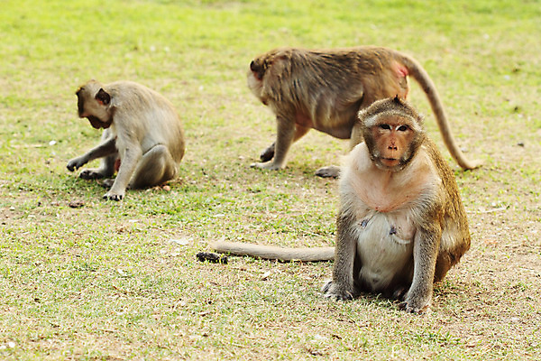 포토 JPG 해외이미지 동물 응시 얼굴 야생동물 밭 포유류 아프리카 태국 자연 휴식 생물 털 동물원 3 앉기 동양인 성인 사람없음 야외 초록색 갈색 원숭이 표현 숲 큼 모피 손목시계 유인원 내추럴 옛날 해외202004 해외포토 시선 나라 아시아 시계 컬러 컨셉 농업 장신구 모션 사람 인종 신체부위 크기 생태계 파일형식 이미지허브