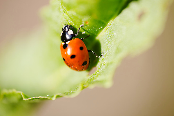 포토 JPG 해외이미지 식물 행복 유럽 야생동물 곤충 잎 밭 오렌지 자연 조류 종류 사람없음 빨간색 초록색 검은색 공백 추위 자유 점 행운 닫기 벌레 작음 딱정벌레 생물학 무당벌레 7 동물상 그리너리 해외202004 해외포토 동물 교육 감정 나라 컬러 컨셉 농업 과일 모션 조형물 숫자 크기 생태계 파일형식 트랜드컬러 이미지허브