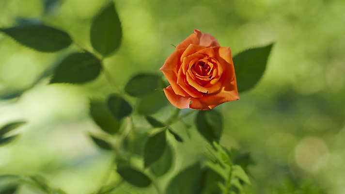 포토 JPG 해외이미지 식물 공원 기념일 꽃잎 꽃 꽃다발 백그라운드 잎 꽃무늬 밭 자연 휴가 발렌타인데이 선물 사랑 사람없음 장식 빨간색 초록색 장미 정원 봄 벚꽃 흰색 축하 인사 신선 신용카드 생일 개화 싱글 원예 아로마 고립 깊이 해외202004 해외포토 계절 공공시설 감정 컬러 컨셉 무늬 농업 데이이벤트 이벤트 취미 금융 예절 생태계 파일형식 이미지허브